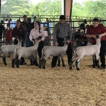 The show must go on: Magnolia ISD to hold 36th annual livestock show Sept. 18-19