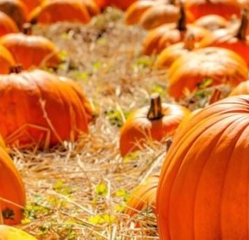 Fall festival, trick or treat: 3 activities scheduled in The Woodlands area in October