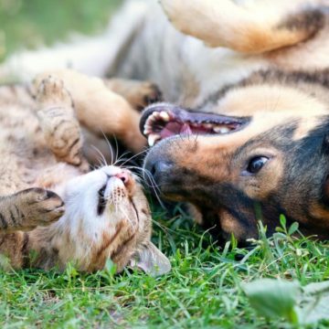 Grand Central Park Hosts ‘Furever’ Homes Pet Adoptions