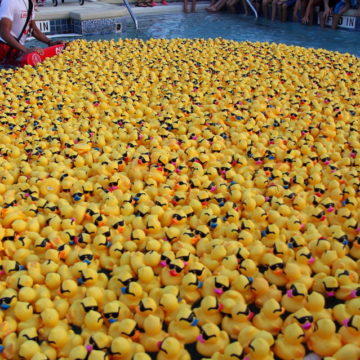 Adopt a Duck, Help your Neighbors in Need