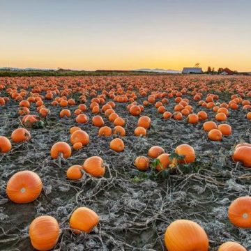 Weekend Fun: Find A Pumpkin Patch Near The Woodlands