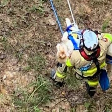 Firefighters Rappel Down 50-Ft Ravine To Save Trapped Man And His Golden Retriever.