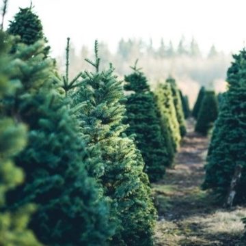 Where To Buy A Christmas Tree In The The Woodlands Area