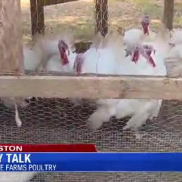 Bird is the Word: Turkey Talk with local poultry farmer