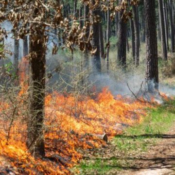 Prescribed Burning Operations planned on W.G. Jones State Forest January 14 – 15