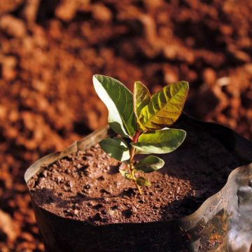 The Woodlands Township offering area residents free tree seedlings at drive-thru giveaway Saturday