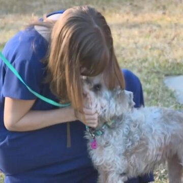 Lost & Found: Dog Spends Three Years On The Run