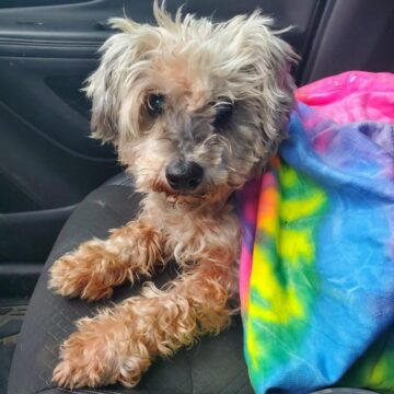 Senior Dog Reunited With Family After Disappearing Days Before Hurricane Harvey