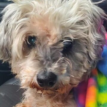 16-Year-Old Dog Lost After Hurricane Harvey Reunited With Family After 3 Years