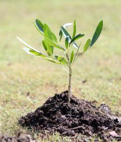 Community Tree Planting: Drive-Through