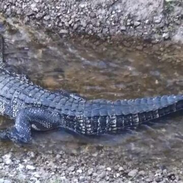 3 gators spotted in Montgomery County in 24-hour period