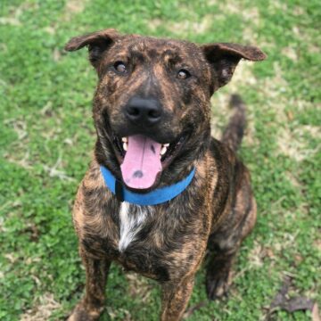 Adopt me please! Montgomery County Animal Shelter is over capacity