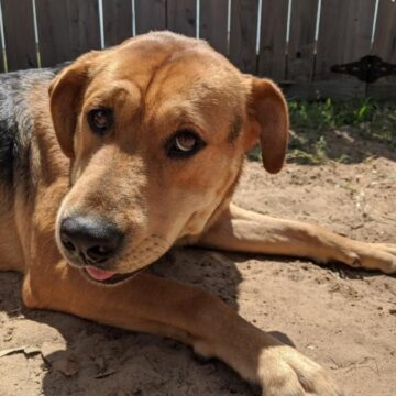 Montgomery County Animal Shelter at ‘critical capacity point’