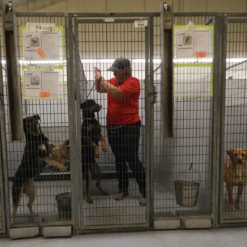 Montgomery County Animal Shelter reaches critical capacity point