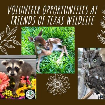 Help Friends of Texas Wildlife Give Native Texas Animals a Second Chance