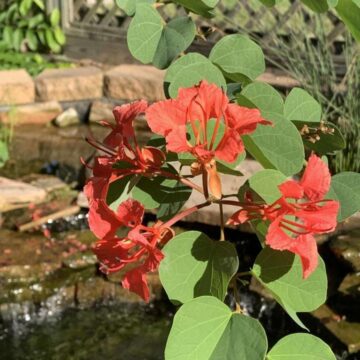 Master Gardener: Gardeners look forward to Bauhinia’s rebirth after short but intense winter