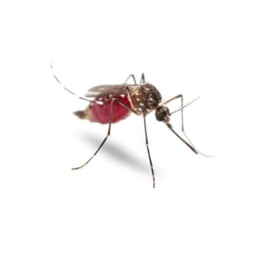 Two Mosquito Samples Test Positive for West Nile Virus in The Woodlands