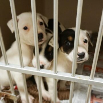 Multiple Crises Strike Houston-Area Animal Shelters Amid Summer Heat