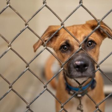 Report shows no counties in Greater Houston area achieved “no-kill” status for all animal shelters