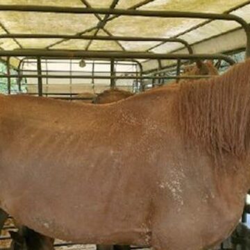 Malnourished horses found, seized by Montgomery Co. deputies