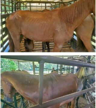 MCTXSheriff Seize Malnourished, Injured Horses