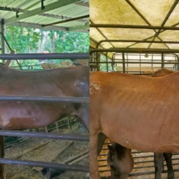 Deputies: 5 injured, malnourished horses seized from Conroe owner