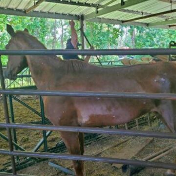 5 reportedly malnourished horses seized from Conroe home