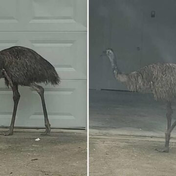 An emu is roaming a small town near Houston, caught on video in a woman’s garage