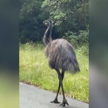 Emu at large: Rogue bird seen roaming around Roman Forest