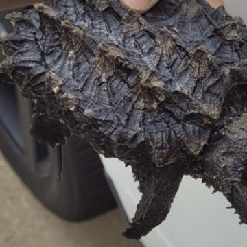 Texas man caught with alligator snapping turtle and other illegal pets