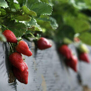 Now is the right time to start planning for strawberries