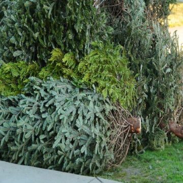 San Jacinto River Authority hosting live Christmas tree donation drive