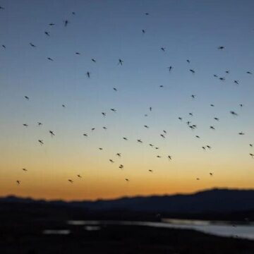 Mosquitoes swarm Texas town, officials blame climate change