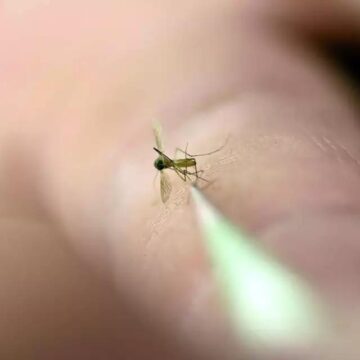 Mosquito sample in Baytown tests positive for West Nile virus