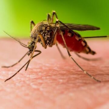 First Texas Case of West Nile Virus Highlights Need for Mosquito Precautions