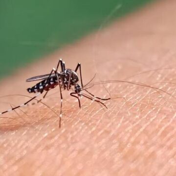 City of Amarillo works to prevent mosquitoes as diseases spread across Texas