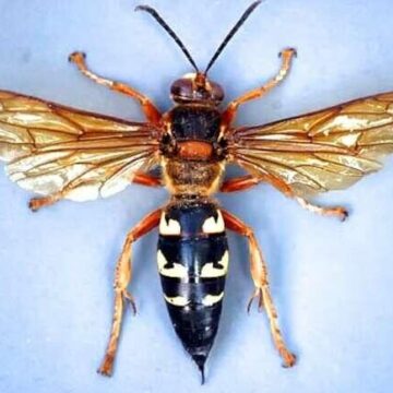 Gigantic killer wasps appear in Texas. What to know.