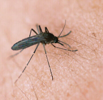 West Nile Virus infected mosquitoes making a return to Texas