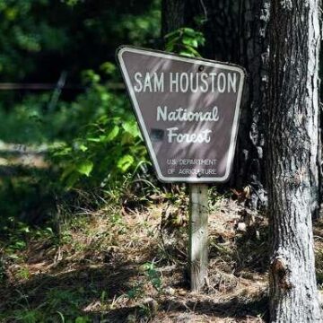 Sam Houston National Forest attracts nature lovers, birdwatchers — and Bigfoot aficionados