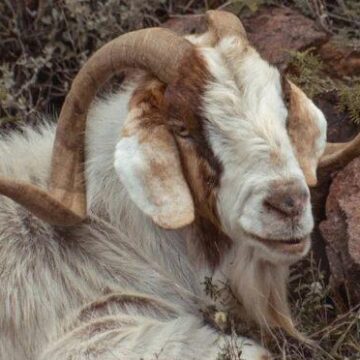 Official Media Statement: Accidental Death of Franklin Mountains Goat