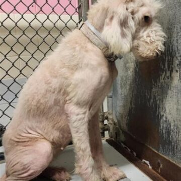 Heartbreaking silence: Standard poodle stares into corner of kennel at shelter